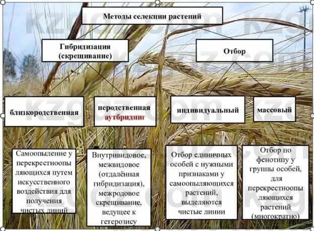 Биология Соловьева А. 8 класс 2018 Анализ 4