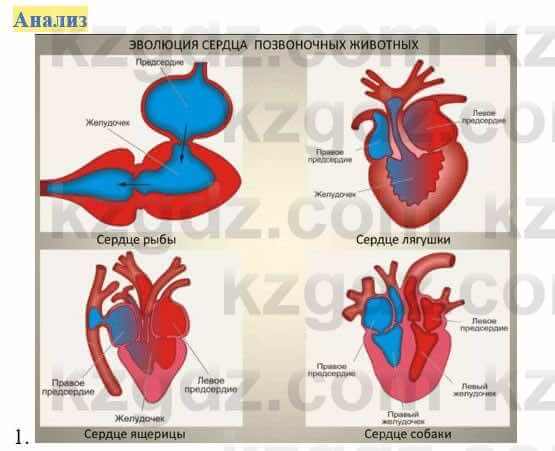 Биология Соловьева А. 8 класс 2018 Анализ 1