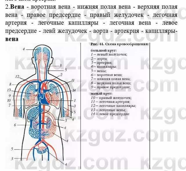 Биология Соловьева А. 8 класс 2018 Анализ 2