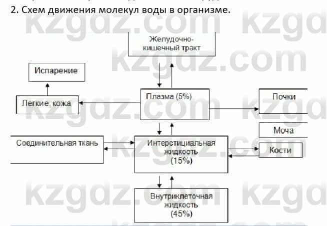 Биология Соловьева А. 8 класс 2018 Анализ 2