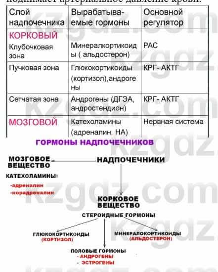 Биология Соловьева А. 8 класс 2018 Синтез 2