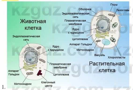 Биология Соловьева А. 8 класс 2018 Синтез 1