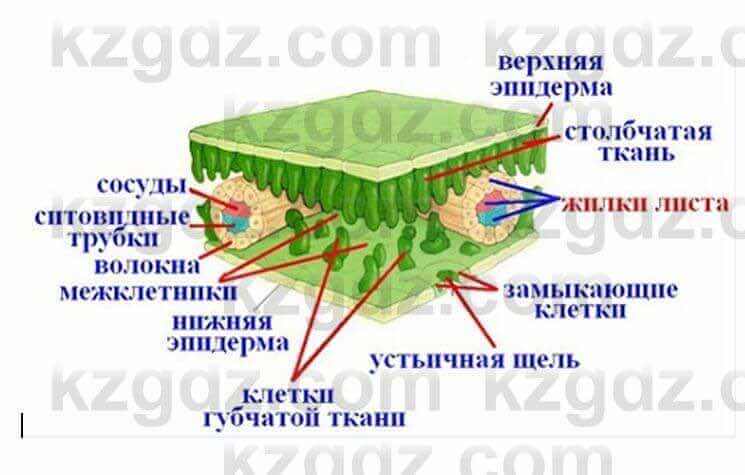 Биология Очкур 7 класс 2017 Задание 26.1