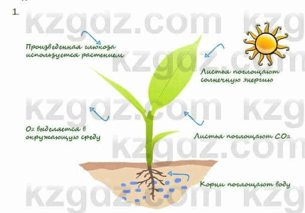 Биология Очкур 7 класс 2017 Задание 29.1