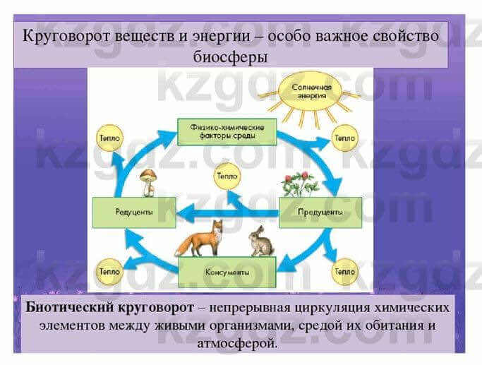 Биология Соловьева 7 класс 2017 Синтез 12.3